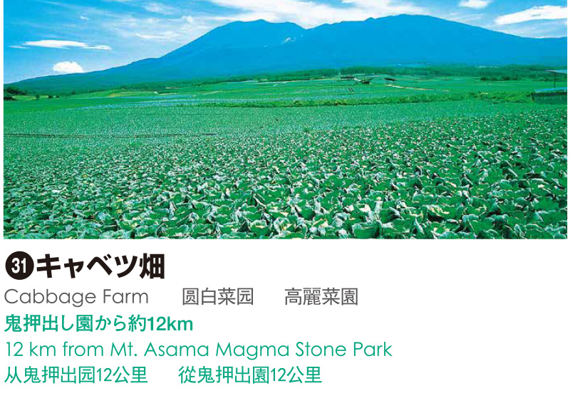 31_キャベツ畑