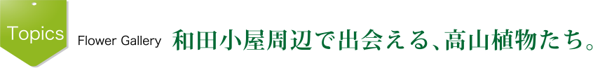 Topics Flower Gallery 和田小屋周辺で出会える、高山植物たち。
