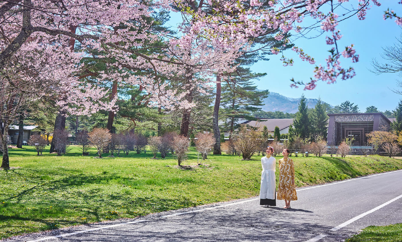 首都圏より一足遅く咲く桜はゴールデンウィーク前後が見頃