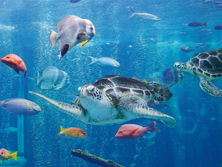 箱根園水族館
