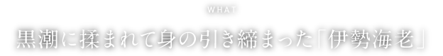 WHAT 黒潮に揉まれて身の引き締まった「伊勢海老」
