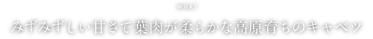 WHAT みずみずしい甘さで葉肉が柔らかな「嬬恋高原キャベツ」