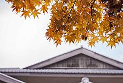 紅葉イメージ