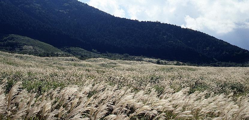 仙石原すすき