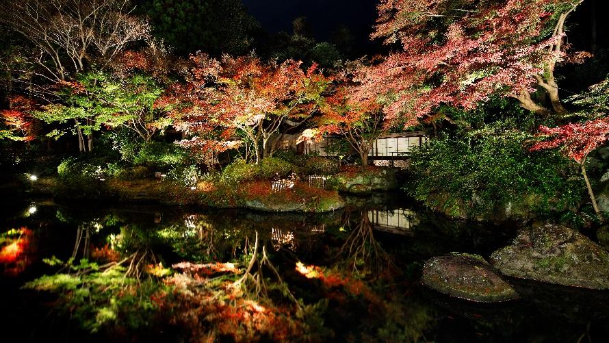 日本庭園の紅葉ライトアップに魅了されるひととき