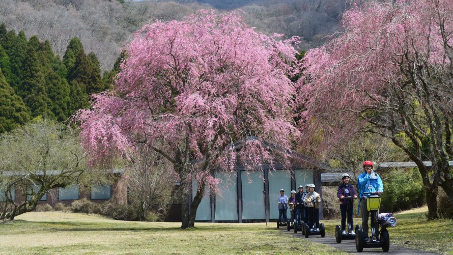 セグウェイに乗ってお花見