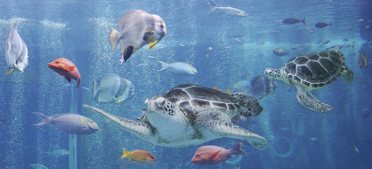 水族館イメージ