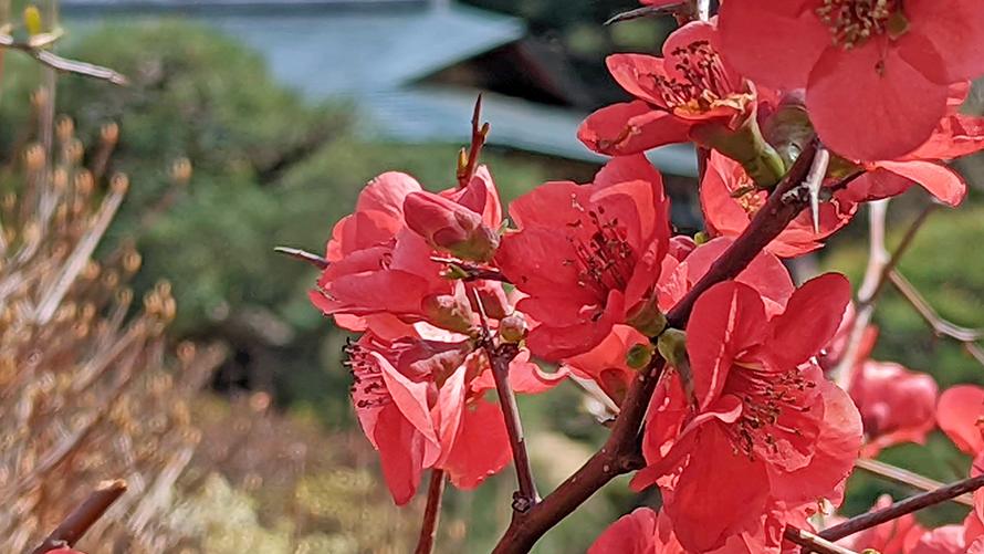 3月～4月　ボケ
