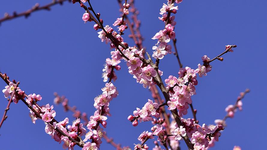 2月　ウメ