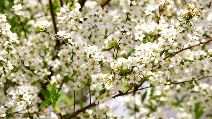 3月　ユキヤナギ