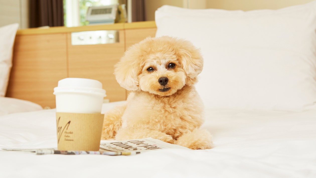 グランドプリンスホテル新高輪のドッグフレンドリールームのバルコニーで女性が犬を抱っこして微笑んでいる。