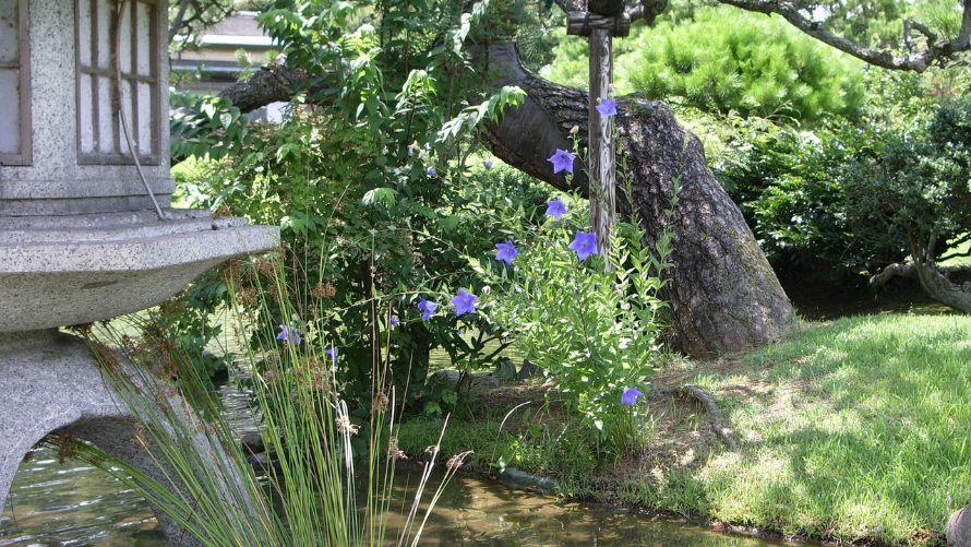 7月　ききょう