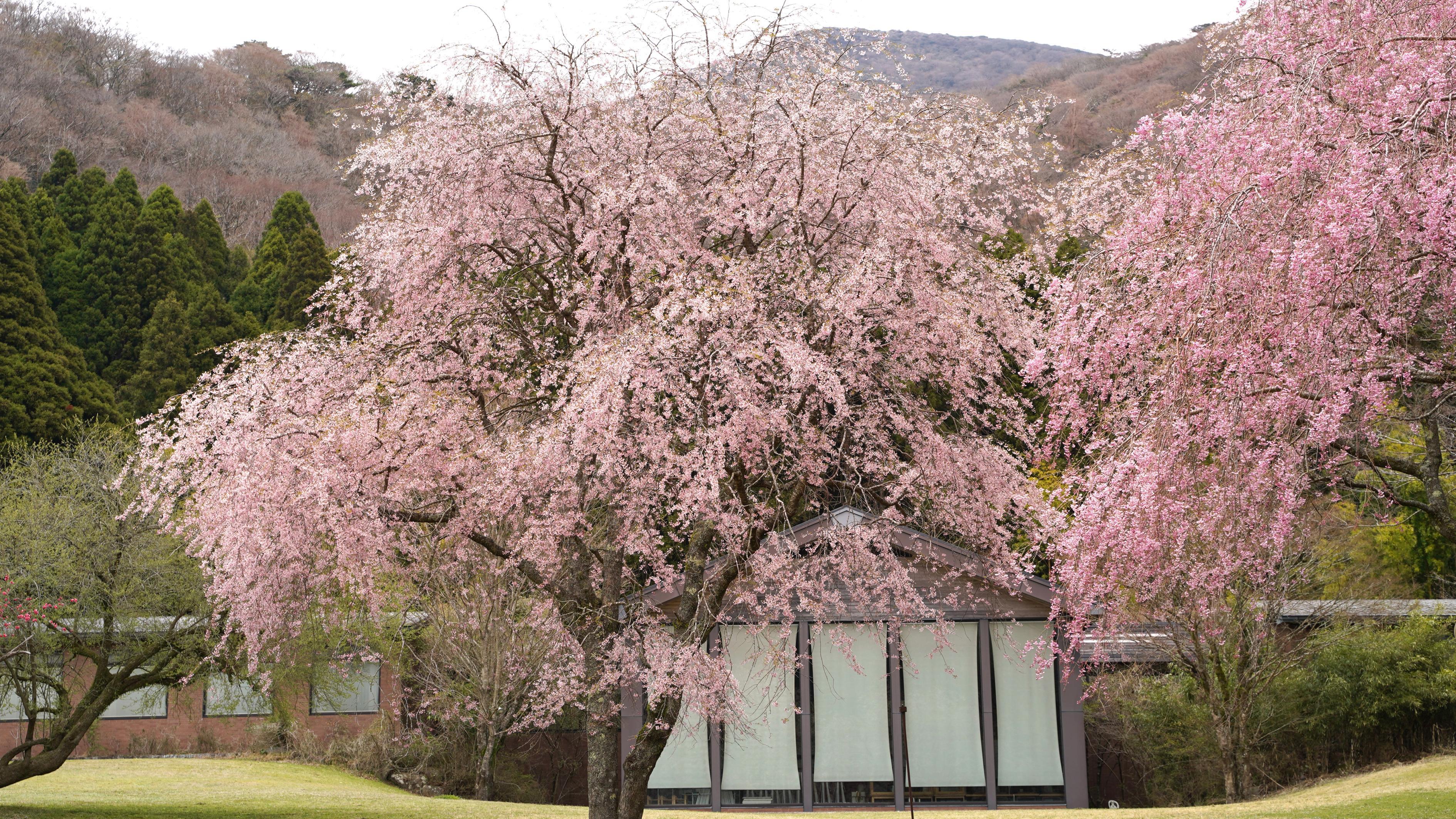 桜イメージ