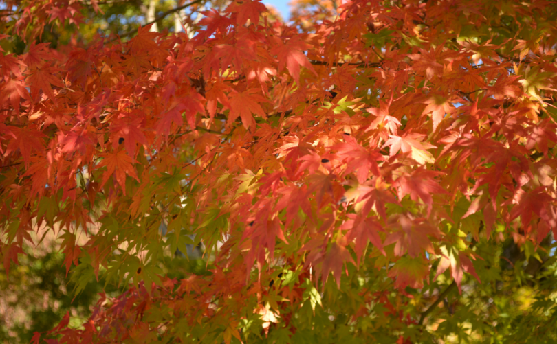 紅葉イメージ