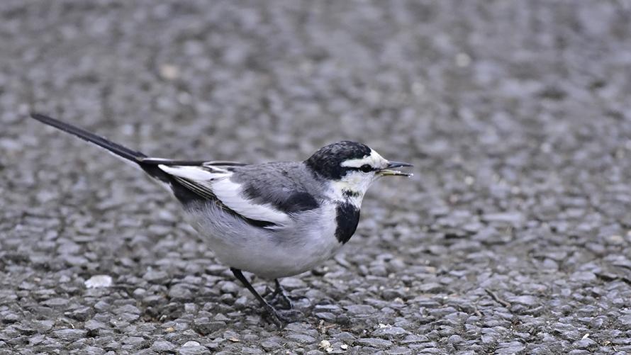 ハクセキレイ