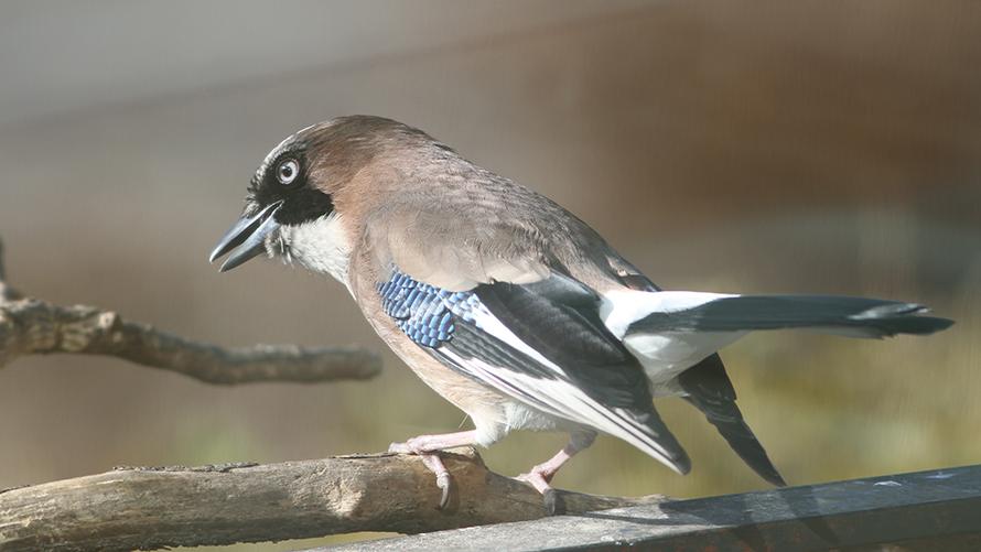 カケス