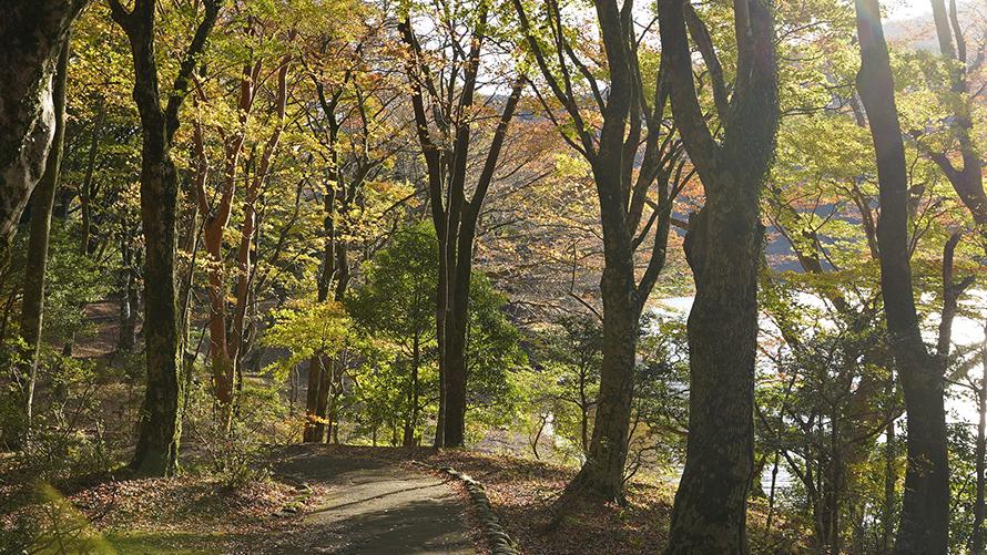 箱根九頭龍の森イメージ