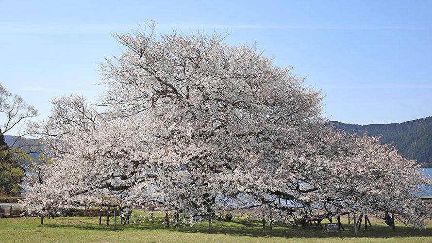 一本桜