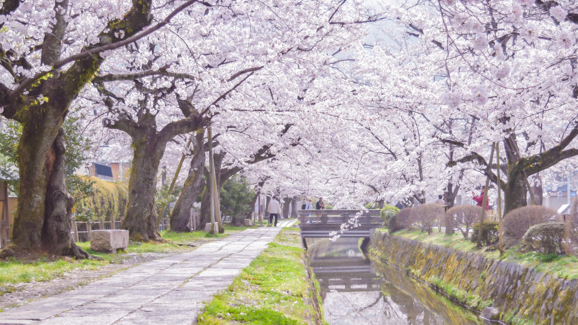 哲学の道（桜）