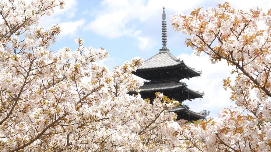 御室桜写真