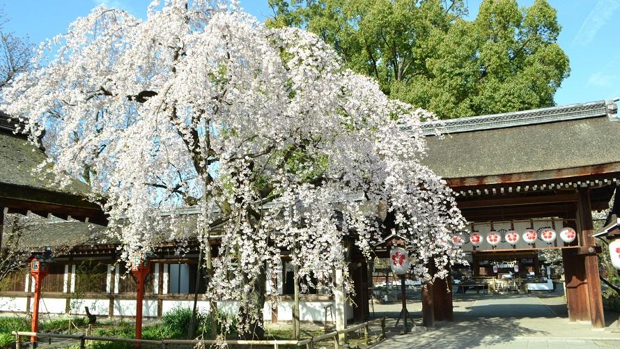 魁（さきがけ）桜