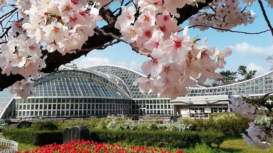 京都府立植物園の桜