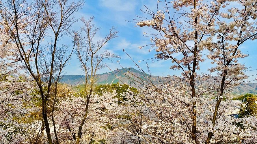 サクラ山でしか味わえない眺望にうっとり