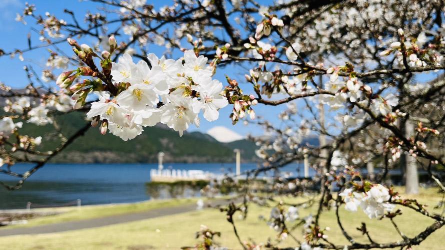 桜のフレームと箱根の絶景
