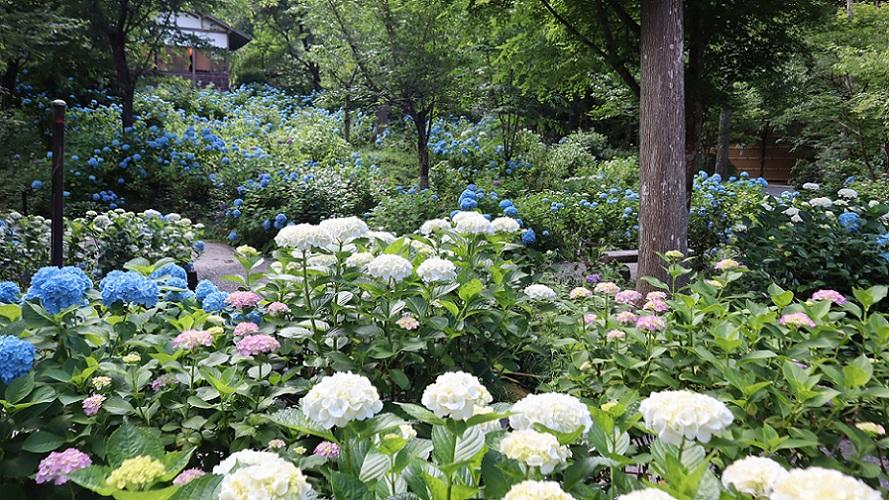 境内のあじさい園に咲く約1,000株のあじさいの花は見もの