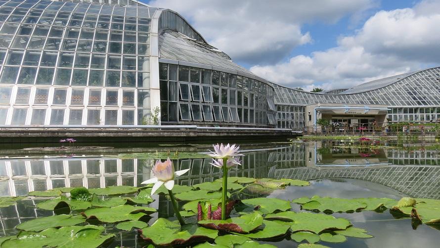 京都府立植物園提供蓮の写真
