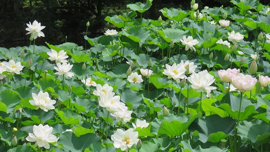 京都府立植物園提供蓮の写真