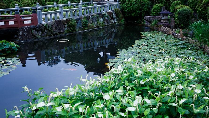 妙満寺提供 半夏生 ©水野秀比古の写真
