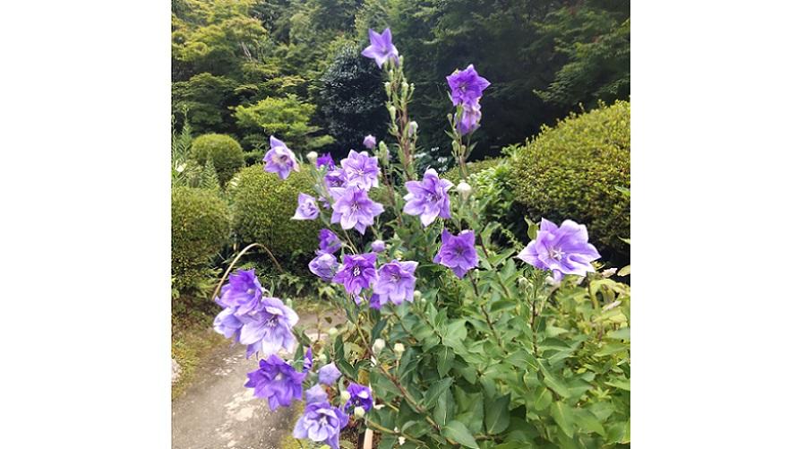 詩仙堂丈山寺提供 桔梗