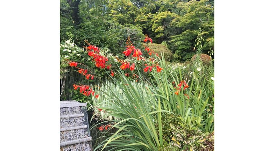詩仙堂丈山寺提供 姫檜扇水仙（ヒメヒオウギズイセン）