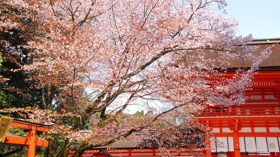 下鴨神社の桜