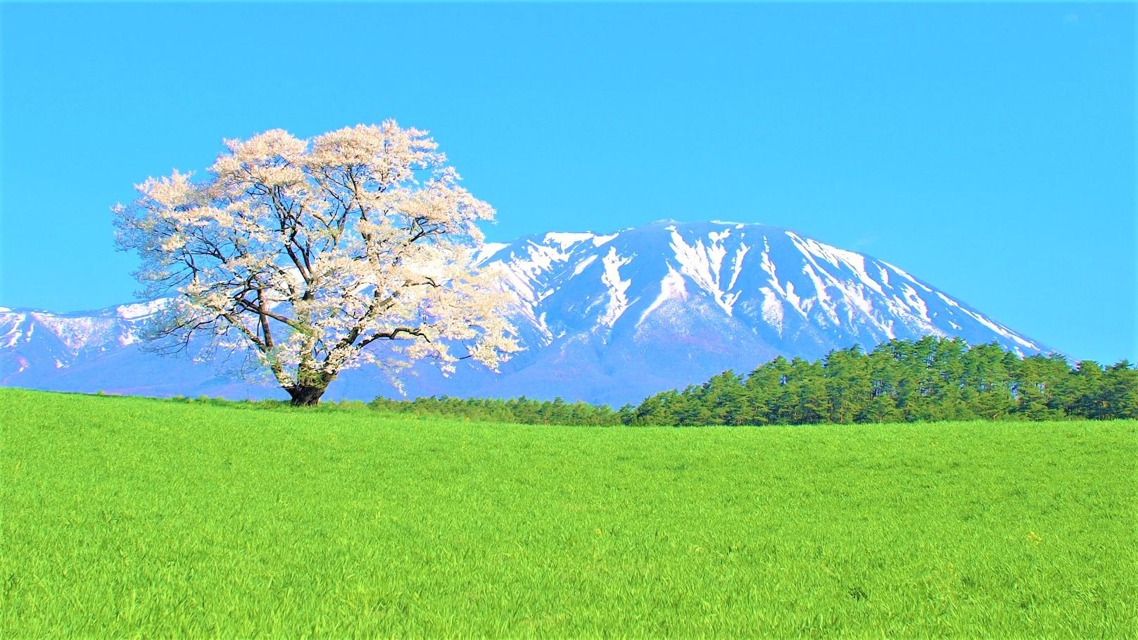 岩手の桜観光地