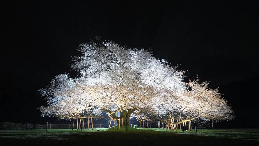 桜, ライトアップ