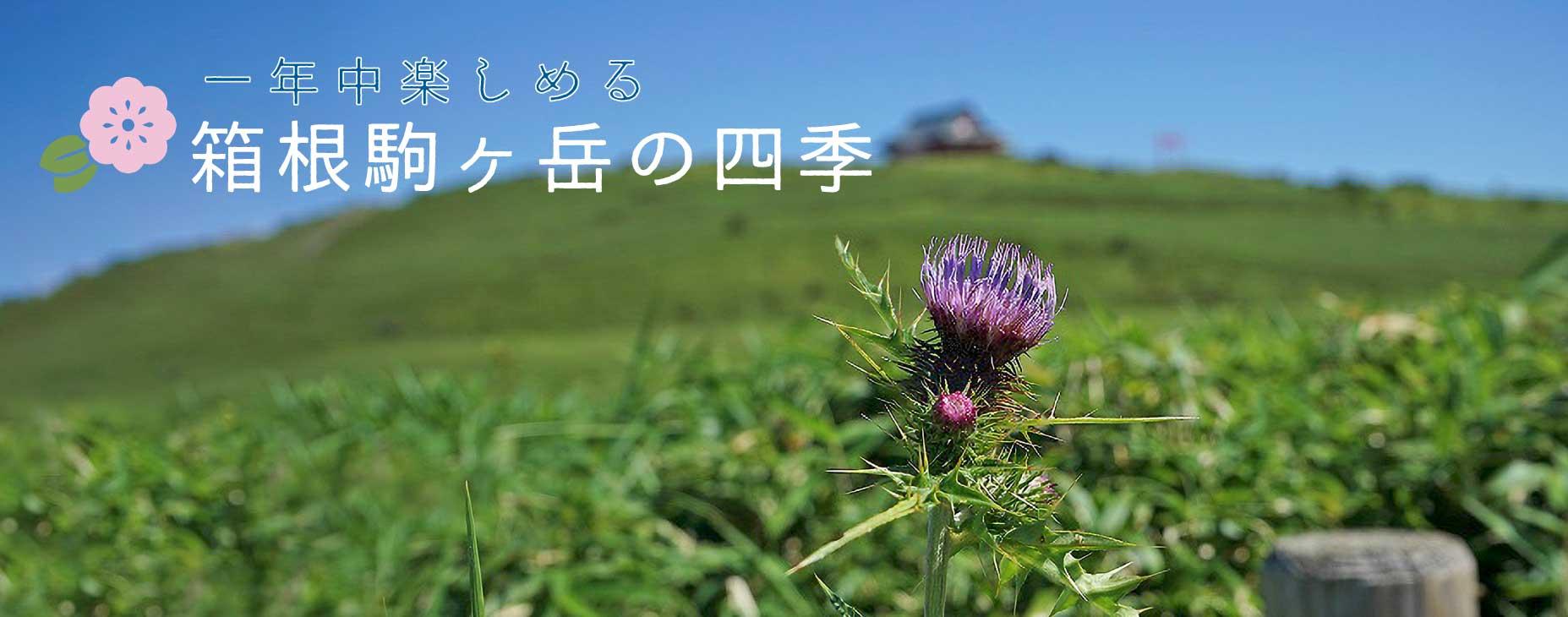 駒ヶ岳, 四季, 景色, 植物