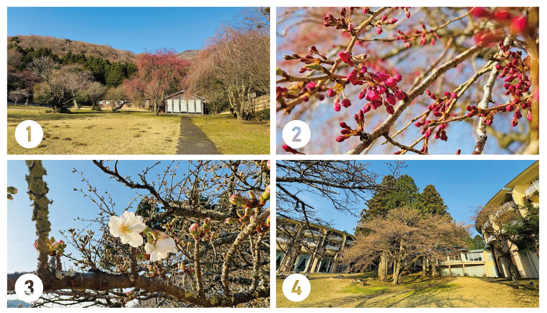 九頭龍の森, シダレザクラ, ザ・プリンス箱根芦ノ湖, 中庭, 桜