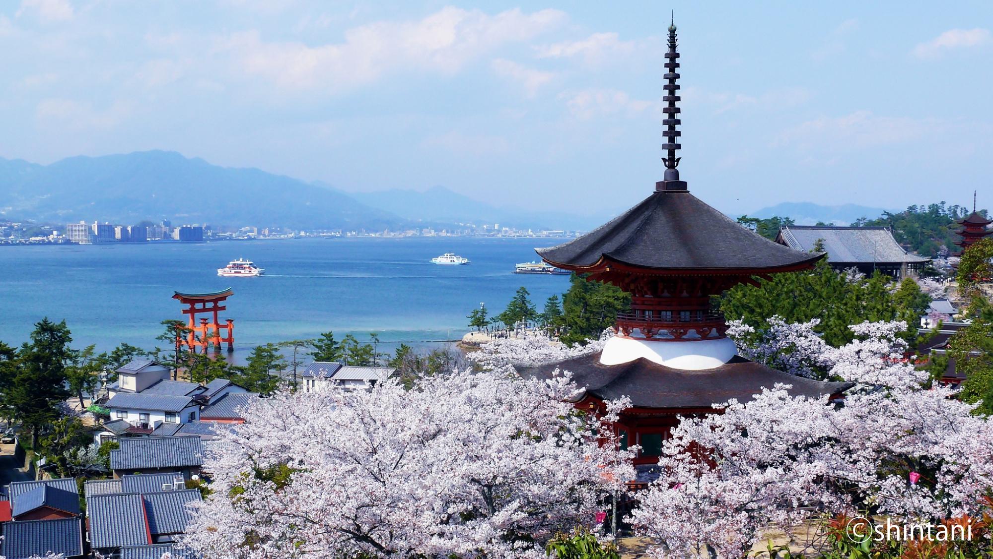 宮島の桜イメージ