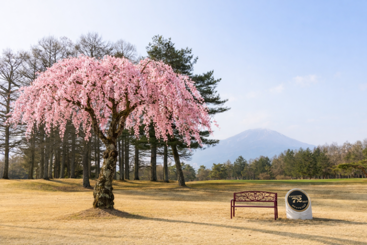 桜とベンチ