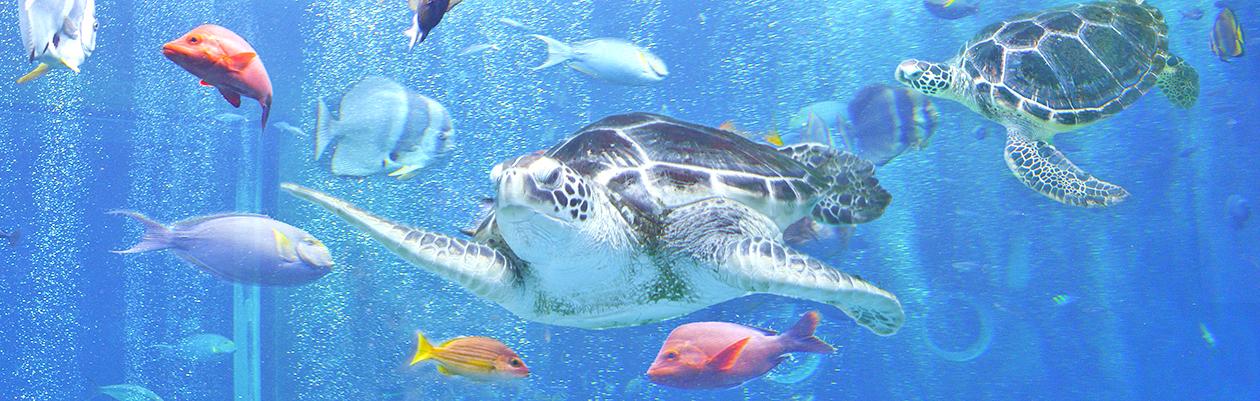 水族館　イメージ