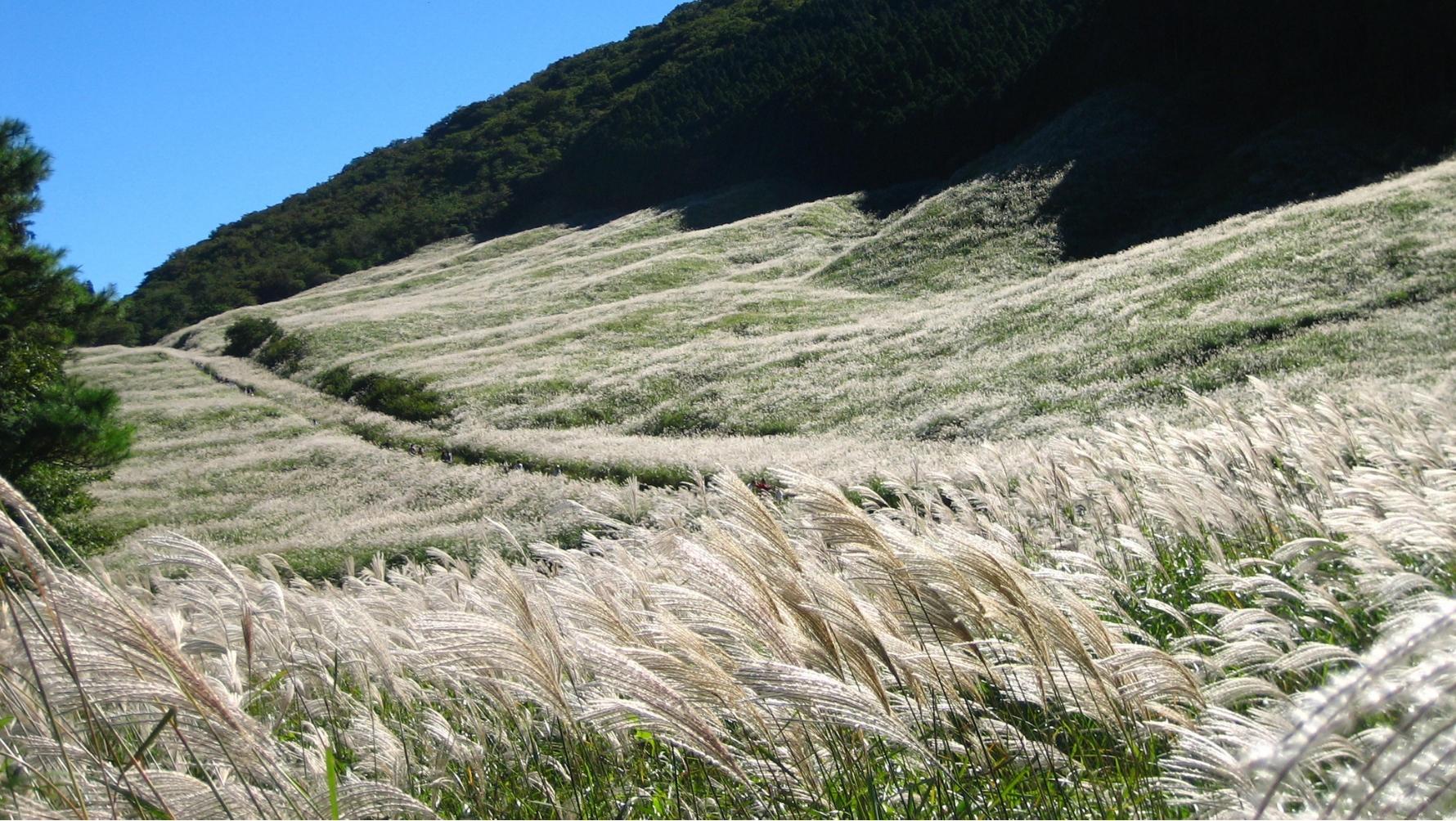 仙石原のすすき草原