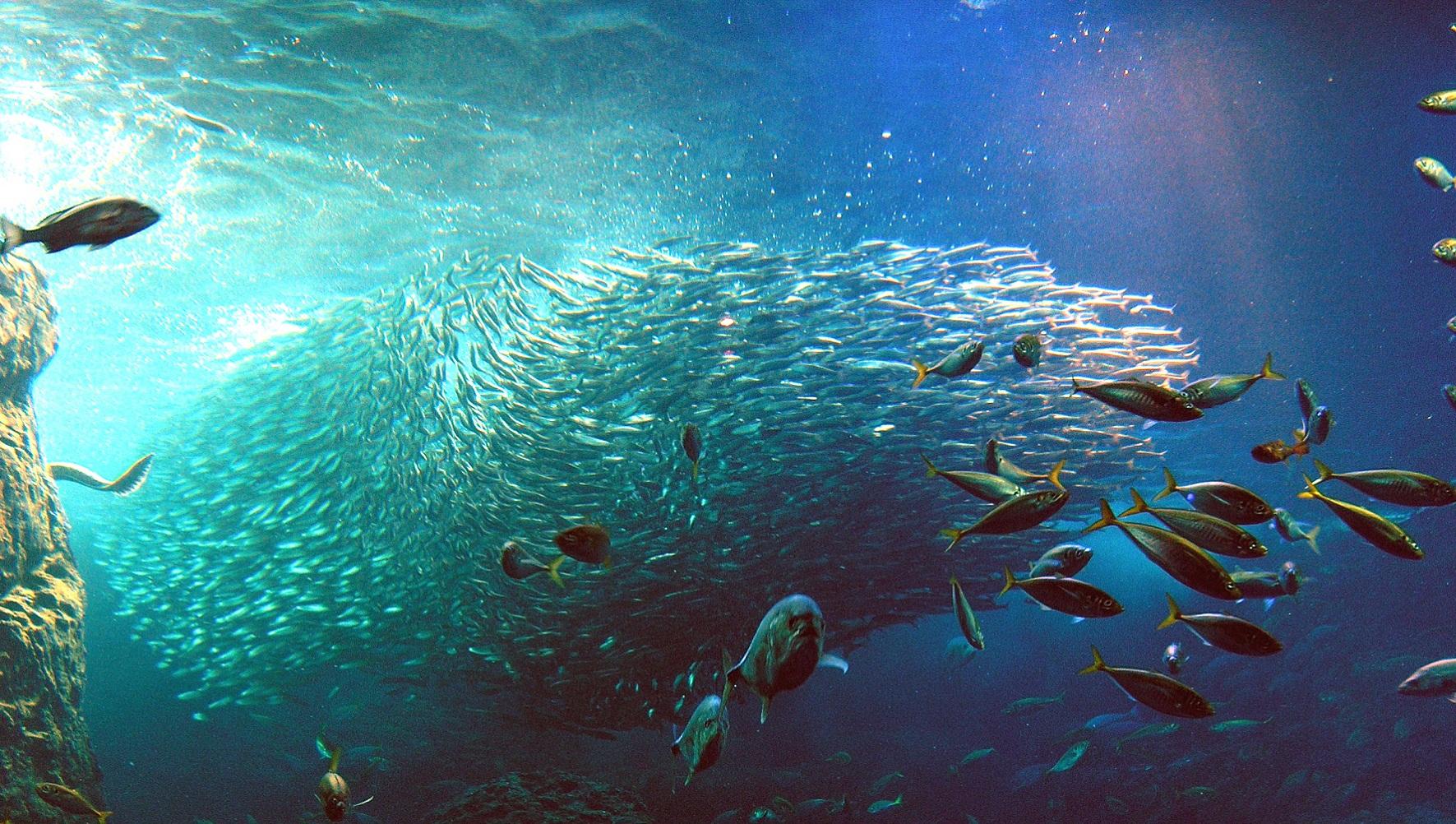  新江ノ島水族館　入館券付きプラン　朝食付き♪