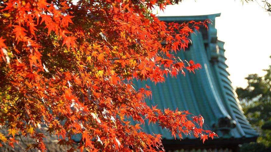 鎌倉で過ごす秋「紅葉」を満喫 　長谷寺拝観券付きプラン