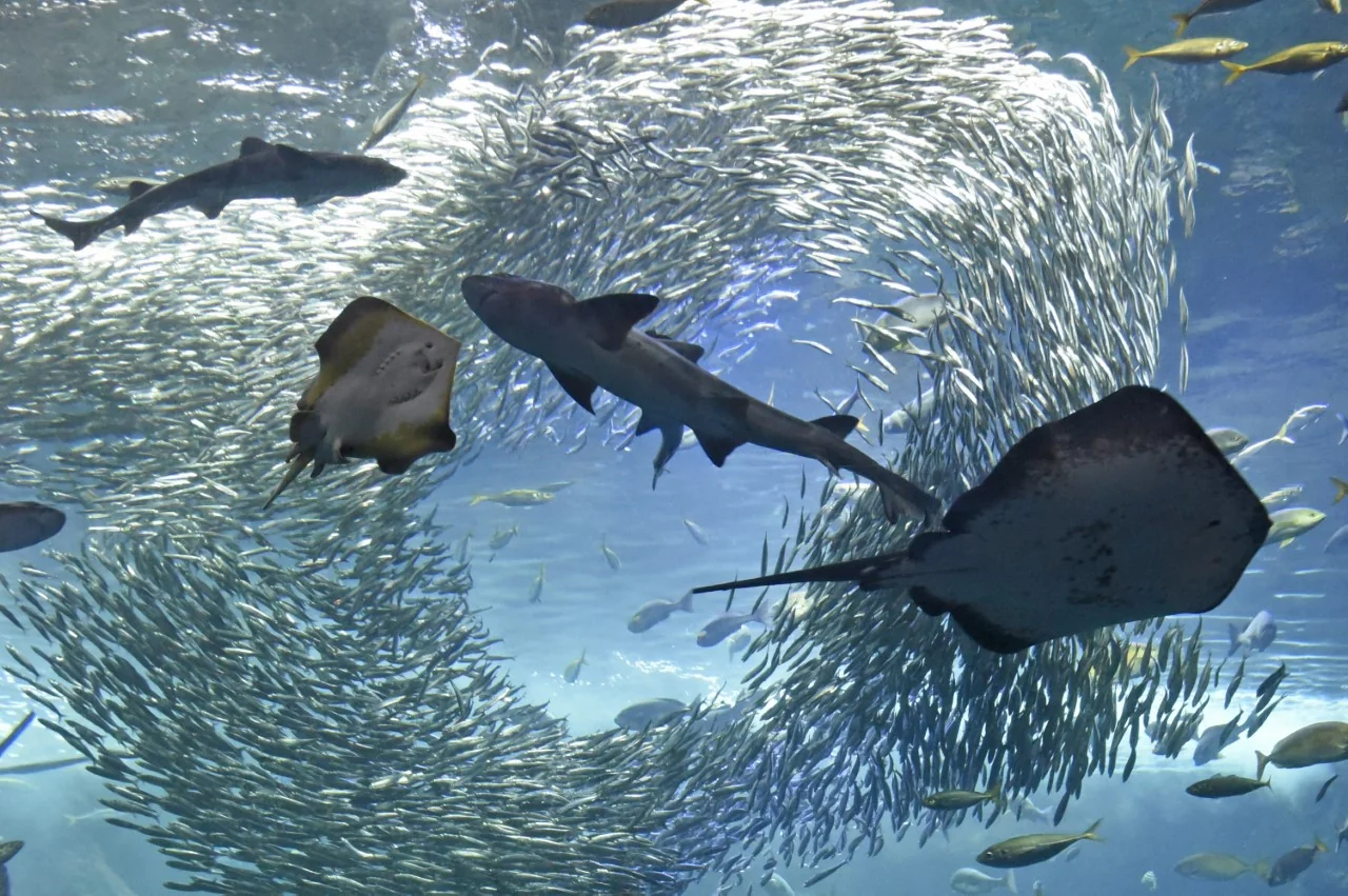 新江ノ島水族館 入場券付プラン