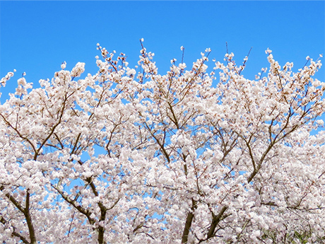 湯川ふるさと公園桜