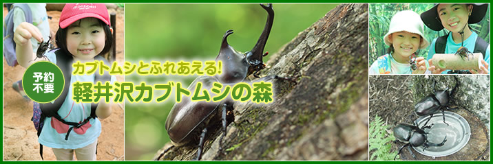 カブトムシが見つかる！さわれる！軽井沢カブトムシの森