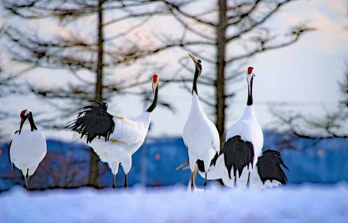 丹頂鶴自然公園