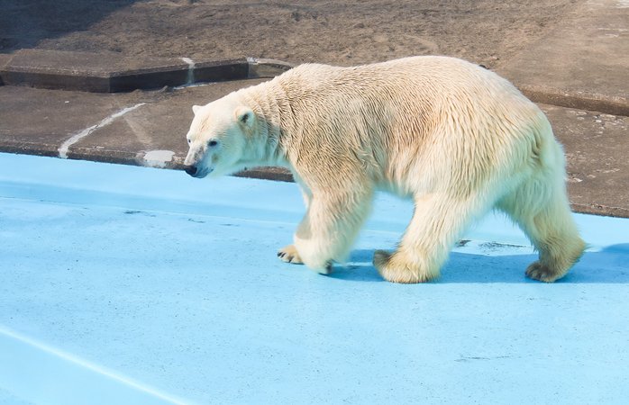 釧路市動物園
